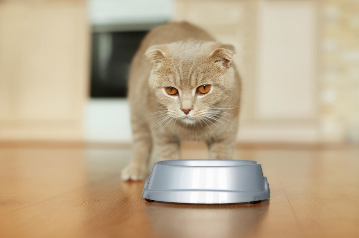 猫咪肥胖有很多危害 但很多全是毕竟主人喂养不当 赶快能收藏(图1)