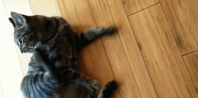 猫咪迷惑行为大赏:我打我自己!(图2)