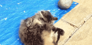 猫咪迷惑行为大赏:我打我自己!(图1)