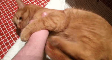 猫咪迷惑行为大赏:我打我自己!(图4)