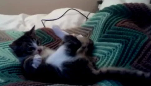 猫咪迷惑行为大赏:我打我自己!(图5)