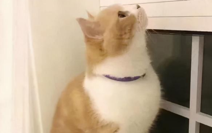 爱猫人士必须得躲这5个“禁忌” 才能娱快地逗猫!(图1)