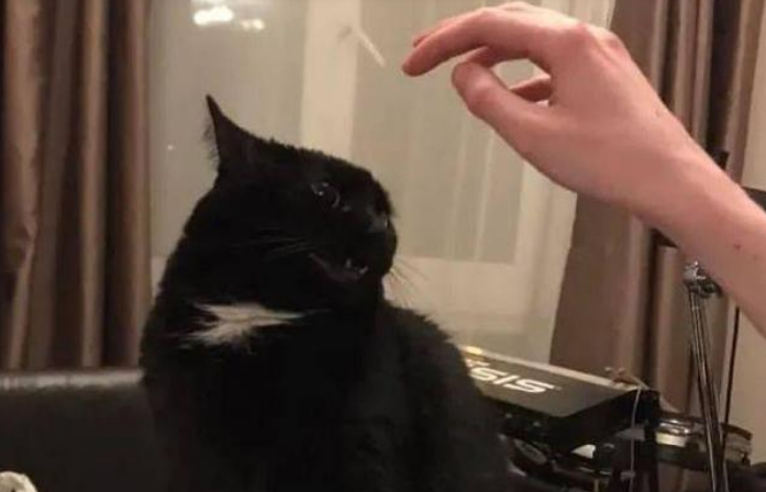 爱猫人士必须得躲这5个“禁忌” 才能娱快地逗猫!(图2)