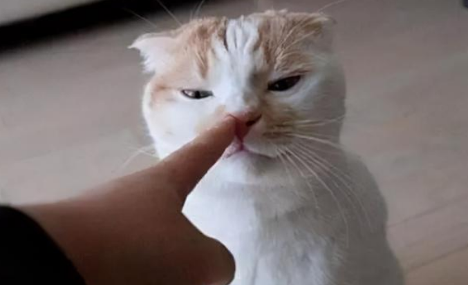 爱猫人士必须得躲这5个“禁忌” 才能娱快地逗猫!(图3)