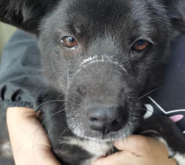 救助基地 给了流浪猫狗两个“家”(图2)