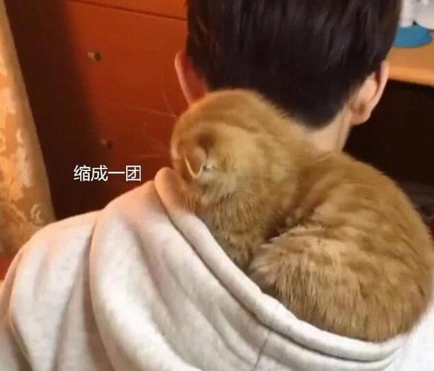 主人自顾不打游戏 猫咪爬下身上求关注 却在帽子里睡得很香了(图1)