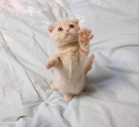 主人自顾不打游戏 猫咪爬下身上求关注 却在帽子里睡得很香了(图2)