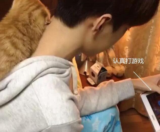 主人自顾不打游戏 猫咪爬下身上求关注 却在帽子里睡得很香了(图3)