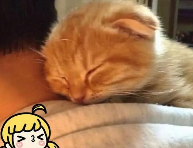 主人自顾不打游戏 猫咪爬下身上求关注 却在帽子里睡得很香了(图4)