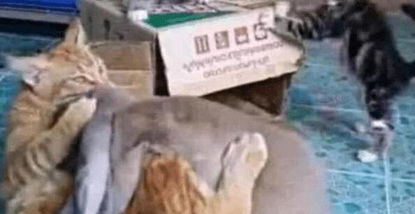 在奶奶家住了两个月 猫咪然后变了个样 虎斑猫从鹅蛋脸变大大圆脸(图1)