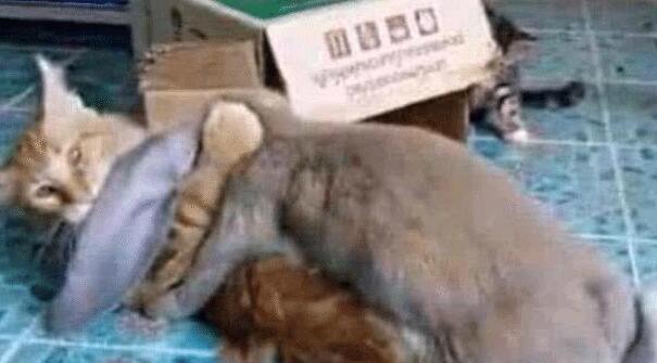 在奶奶家住了两个月 猫咪然后变了个样 虎斑猫从鹅蛋脸变大大圆脸(图2)