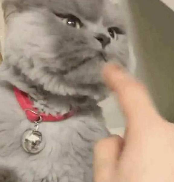 主人很无聊去逗蓝猫 却不小心彻底激怒了它 目露恼怒却把人萌会出血(图2)