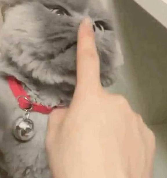 主人很无聊去逗蓝猫 却不小心彻底激怒了它 目露恼怒却把人萌会出血(图3)