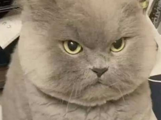 主人很无聊去逗蓝猫 却不小心彻底激怒了它 目露恼怒却把人萌会出血(图1)