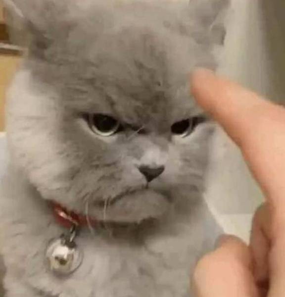 主人很无聊去逗蓝猫 却不小心彻底激怒了它 目露恼怒却把人萌会出血(图5)