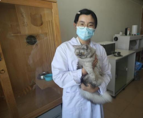 中国国内高校首只细胞克隆猫“征婚”为繁育研究并且准备(图1)