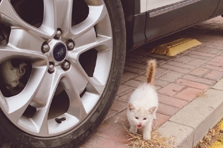 小猫躲到猫抓板不出 主人躲起来远处观察 之后却选择类型把猫安置好(图1)
