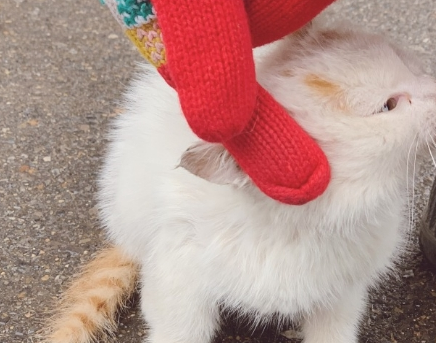 小猫躲到猫抓板不出 主人躲起来远处观察 之后却选择类型把猫安置好(图2)