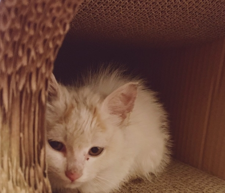 小猫躲到猫抓板不出 主人躲起来远处观察 之后却选择类型把猫安置好(图3)