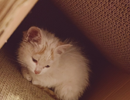 小猫躲到猫抓板不出 主人躲起来远处观察 之后却选择类型把猫安置好(图4)