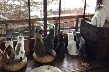 东京大雪超美一群猫咪在窗前赏雪似有禅意(图1)