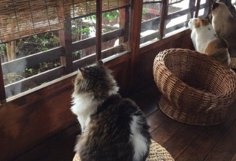 东京大雪超美一群猫咪在窗前赏雪似有禅意(图2)