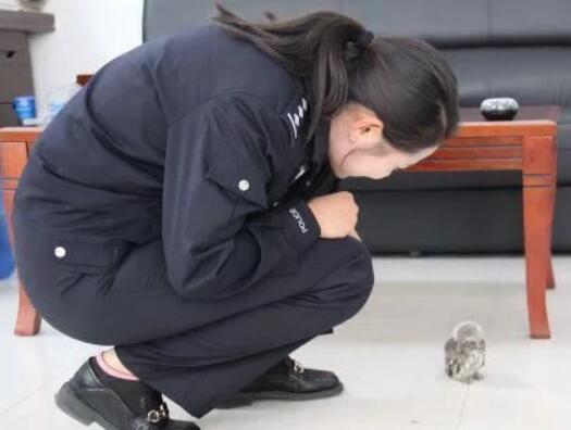 警民爱心接力受了伤猫头鹰被救(图1)