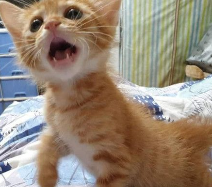 霸王猫在家爆气顶嘴前往躲入外套折手手泛泪(图1)