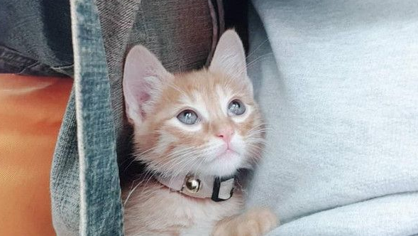 霸王猫在家爆气顶嘴前往躲入外套折手手泛泪(图2)