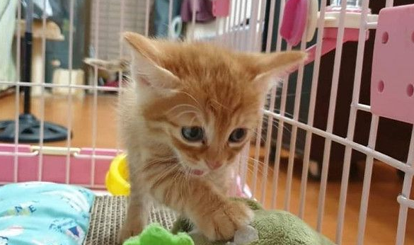 霸王猫在家爆气顶嘴前往躲入外套折手手泛泪(图3)