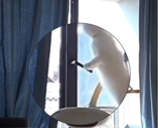 铲屎官去阳台透气好 却残遭猫咪背后暗算…(图2)