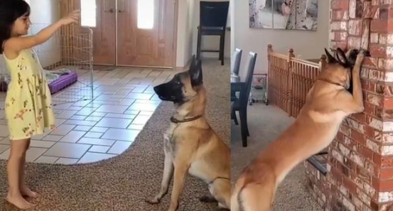 狗狗陪小主人躲猫猫 竟低下头老老实实地默数还乱看？离成精不远了(图1)