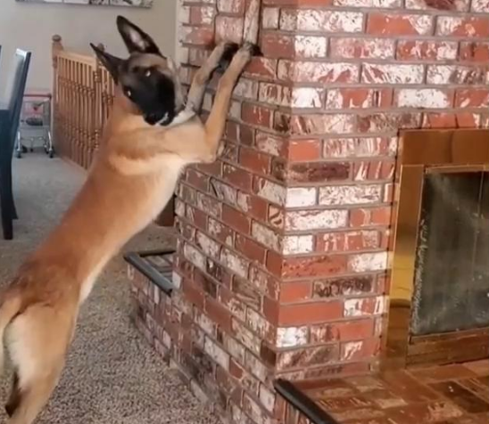 狗狗陪小主人躲猫猫 竟低下头老老实实地默数还乱看？离成精不远了(图2)