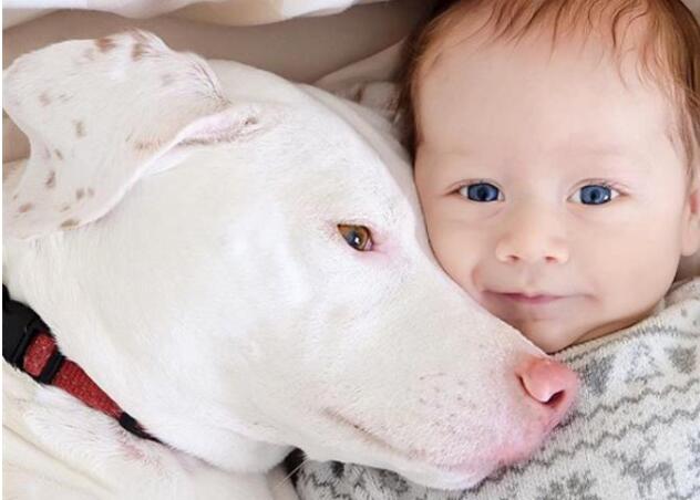 小儿子的出生彻底治愈受了伤的狗狗 到那时自动打开三娃四狗两猫的美好生活(图2)