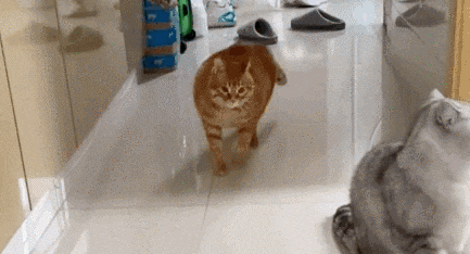 橘猫超酷炫大佬的走路姿势 背后却有段心酸的感觉经历 当然它内心很可怕(图2)