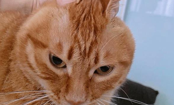 橘猫超酷炫大佬的走路姿势 背后却有段心酸的感觉经历 当然它内心很可怕(图1)