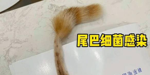 橘猫超酷炫大佬的走路姿势 背后却有段心酸的感觉经历 当然它内心很可怕(图3)