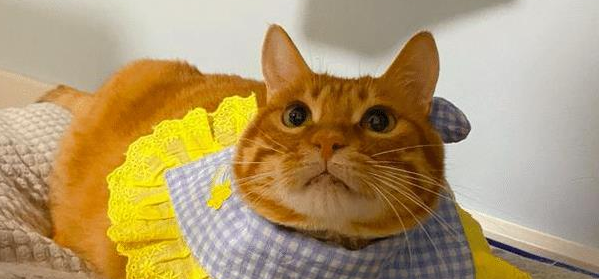 橘猫超酷炫大佬的走路姿势 背后却有段心酸的感觉经历 当然它内心很可怕(图6)