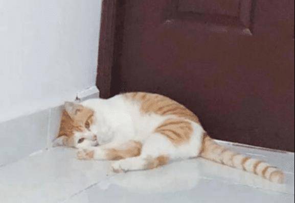 猫躲在角落里不稍动 叫它吃饭了也理他人 而走过去这一看 气炸了(图2)