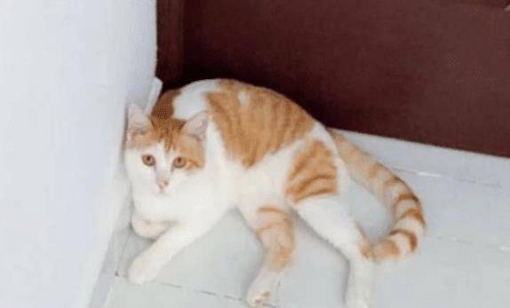 猫躲在角落里不稍动 叫它吃饭了也理他人 而走过去这一看 气炸了(图3)