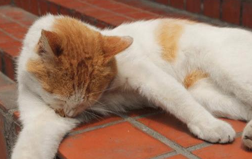 猫躲在角落里不稍动 叫它吃饭了也理他人 而走过去这一看 气炸了(图1)