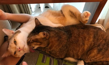 快乐幸福的冬季来了!虎斑猫超爱依偎奴才取暖(图2)