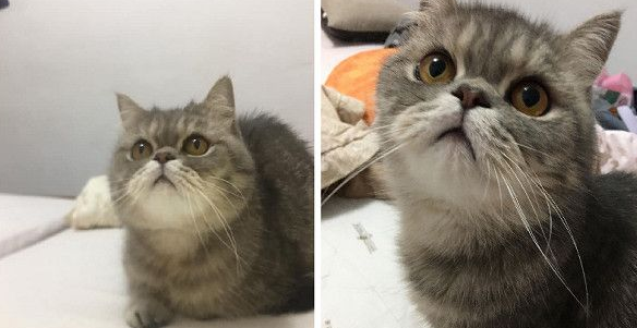 面带猫滚出去后!3年后阿嬷如此关心瘦得跟猴一样(图1)