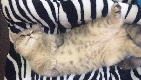 面带猫滚出去后!3年后阿嬷如此关心瘦得跟猴一样(图2)