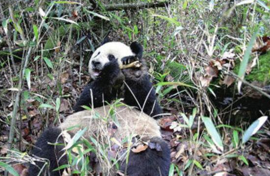 人工养殖熊猫啃食镜头也太可爱了吧(图2)