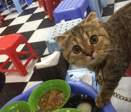 主人正在吃东西 狸花猫忽然伸出左手小爪子：你确定不分我吃一点吗？(图1)