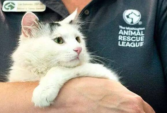 明白自己将被肉牛屠宰白猫爬上了铁笼的一幕让无数人痛彻心扉!(图2)