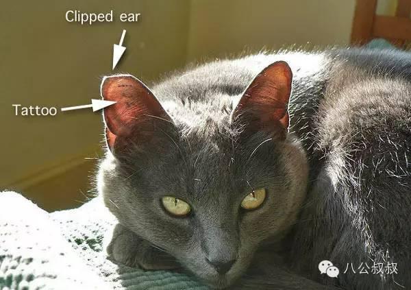 流浪猫的耳朵缺个角是被虐待了吗?(图2)