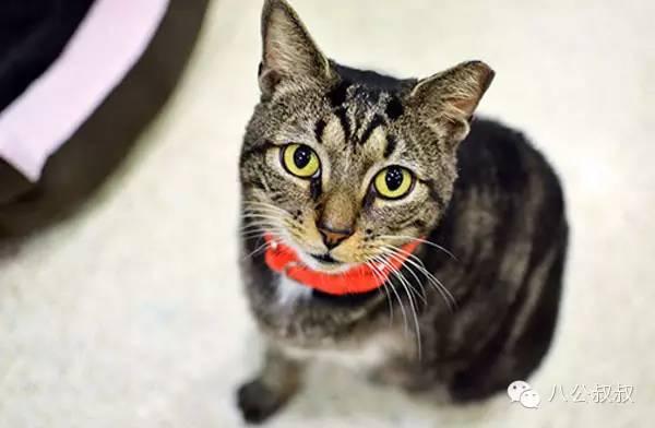 流浪猫的耳朵缺个角是被虐待了吗?(图3)