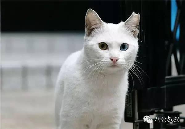 流浪猫的耳朵缺个角是被虐待了吗?(图4)